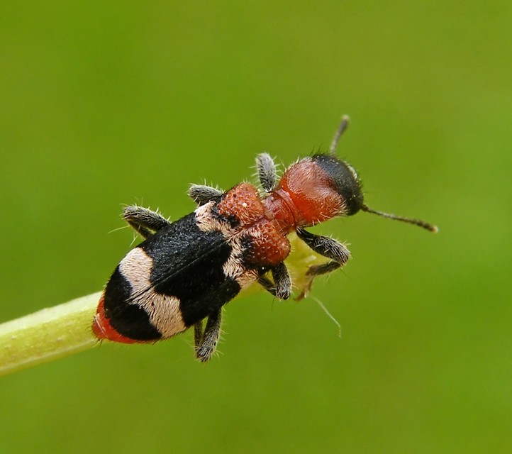 Thanasimus formicarius - vörösnyakú szúfarkas