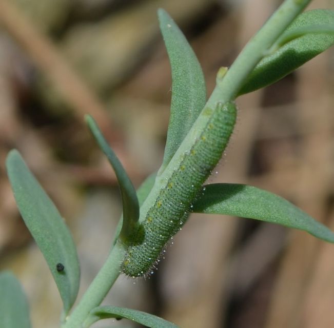 Pieris ergane - sziklai fehérlepke