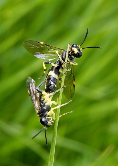 Tenthredinidae - valódi levéldarazsak