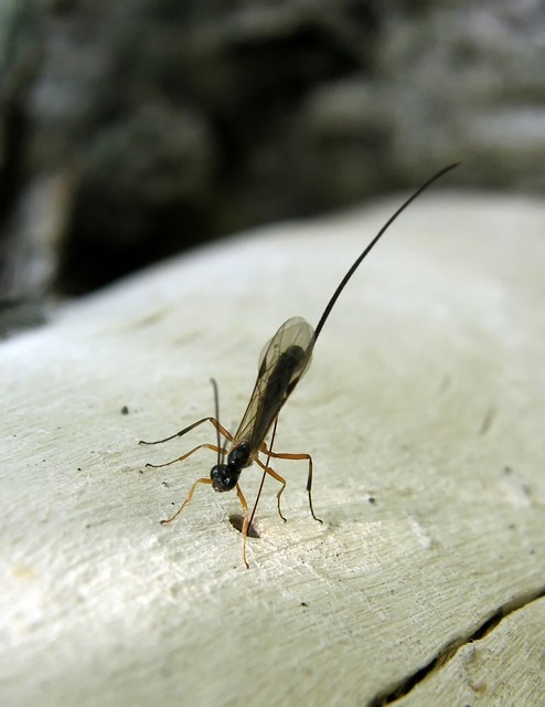 Pimplinae
