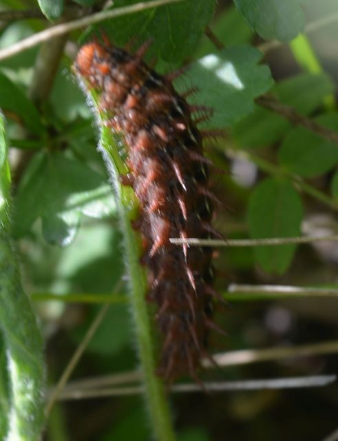 Argynnis adippe - ezüstös gyöngyházlepke