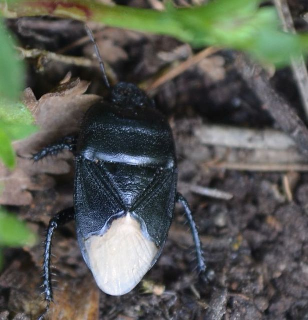 Cydnus aterrimus - nagy földipoloska