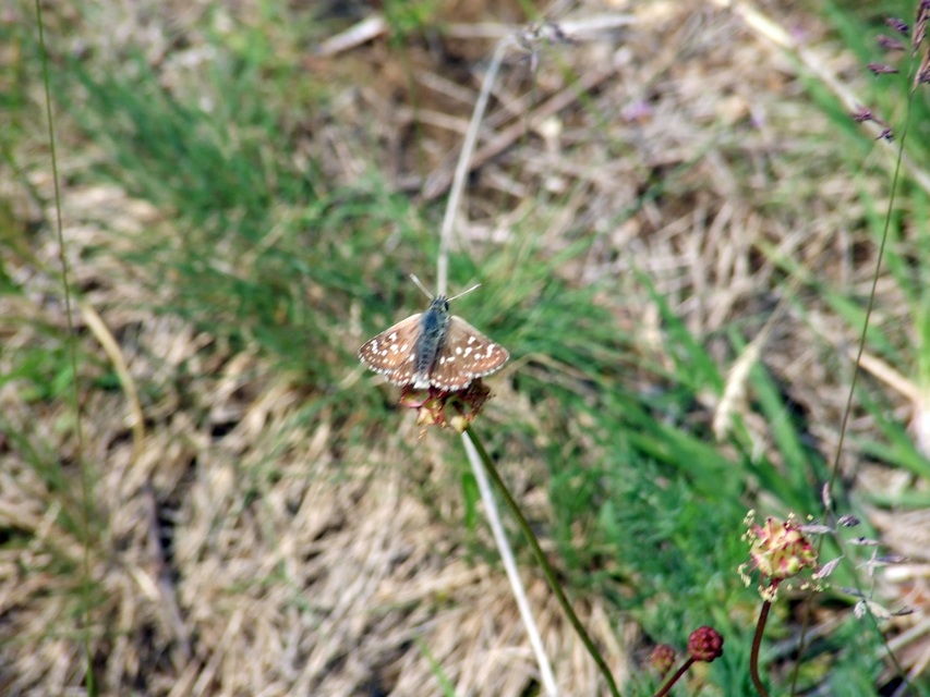 Spialia orbifer - törpe busalepke