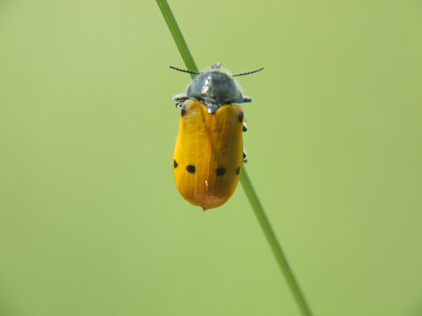 Lachnaia sexpunctata - szőrösnyakú zsákhordóbogár