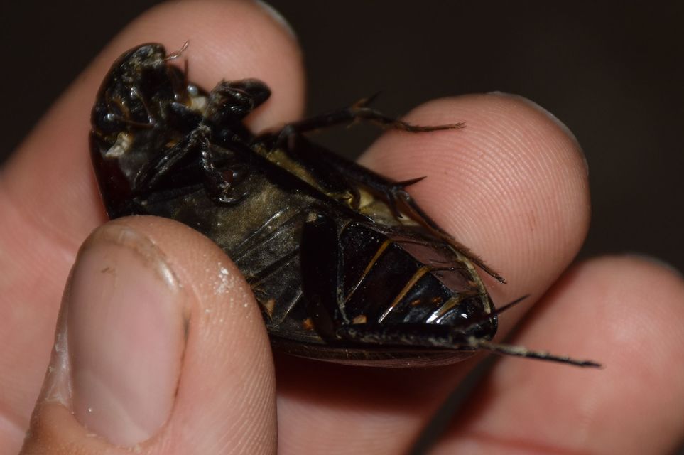 Hydrophilus piceus - közönséges óriáscsibor