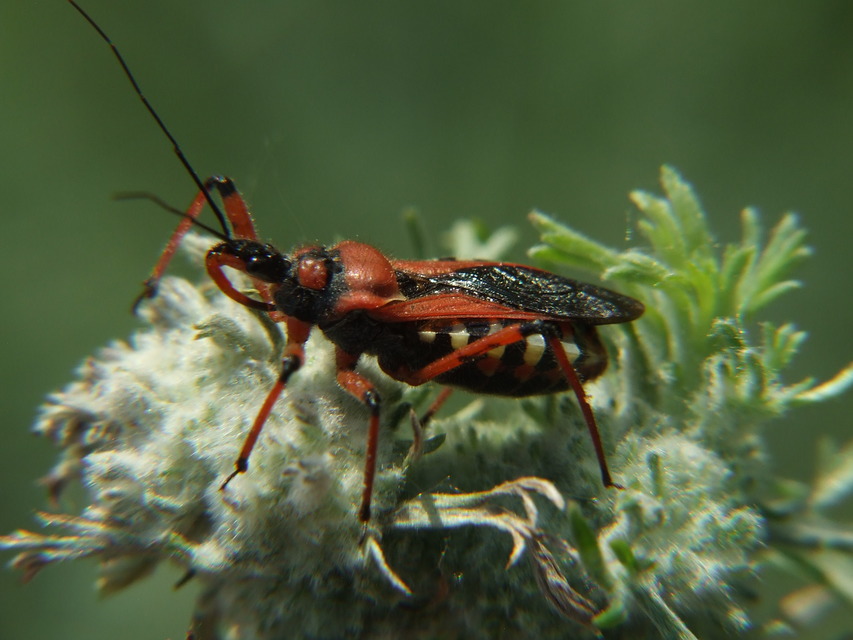 Rhynocoris iracundus - közönséges gyilkospoloska