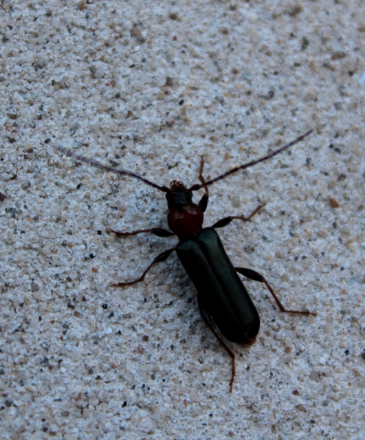 Phymatodes testaceus - változékony korongcincér
