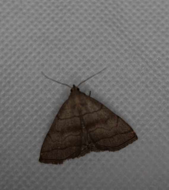 Herminia tarsicrinalis - szőröslábú karcsúbagoly