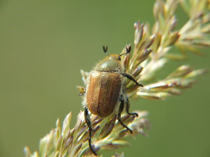 Chaetopteroplia segetum - rozsszipoly