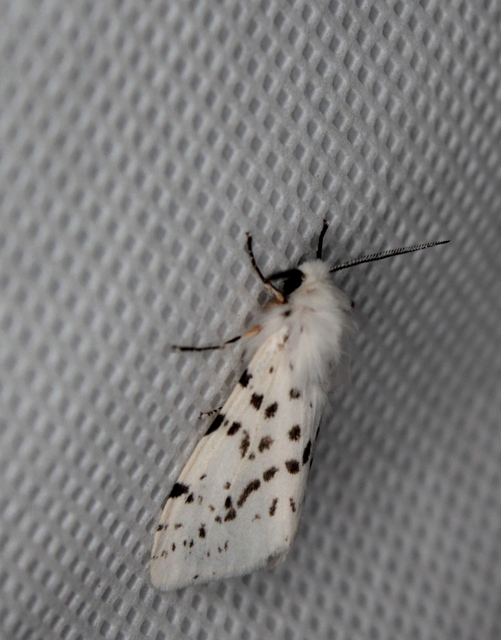 Hyphantria cunea - amerikai fehér medvelepke