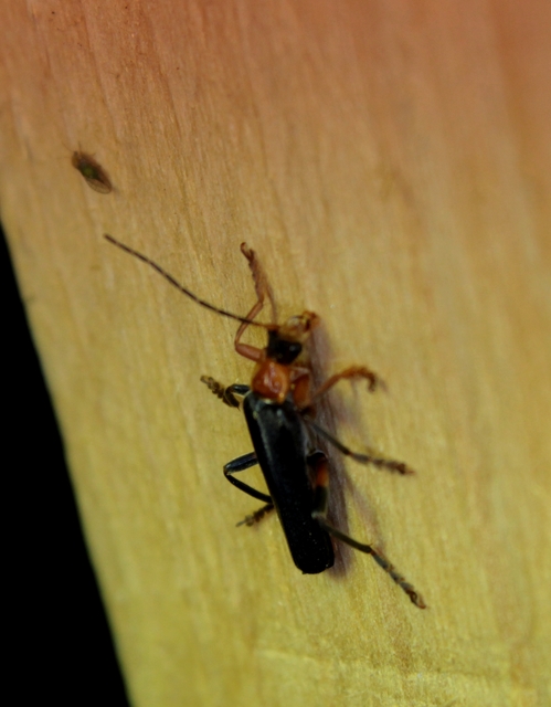 Cantharis