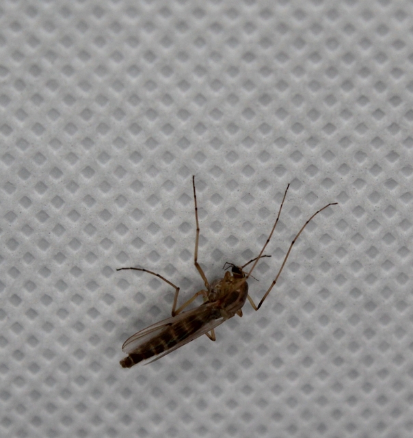 Chironomidae - árvaszúnyogok