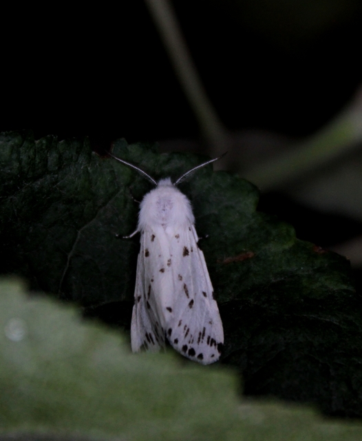 Hyphantria cunea - amerikai fehér medvelepke