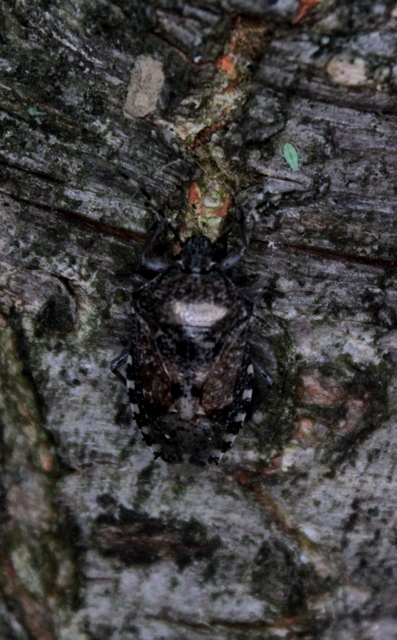 Rhaphigaster nebulosa - bencepoloska