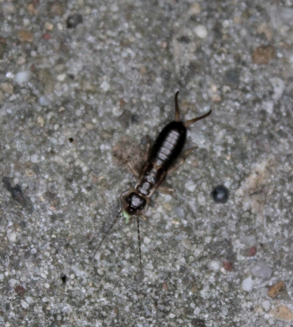 Forficula auricularia - közönséges fülbemászó