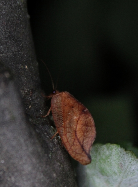 Drepanepteryx phalaenoides