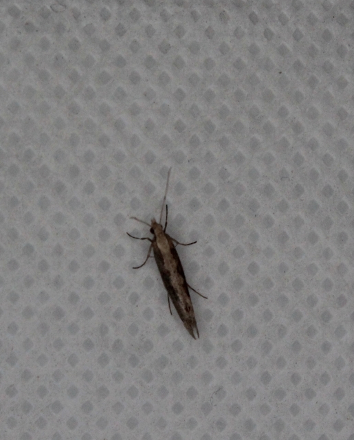 Plutella xylostella - káposztamoly