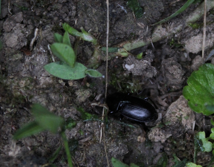 Harpalus