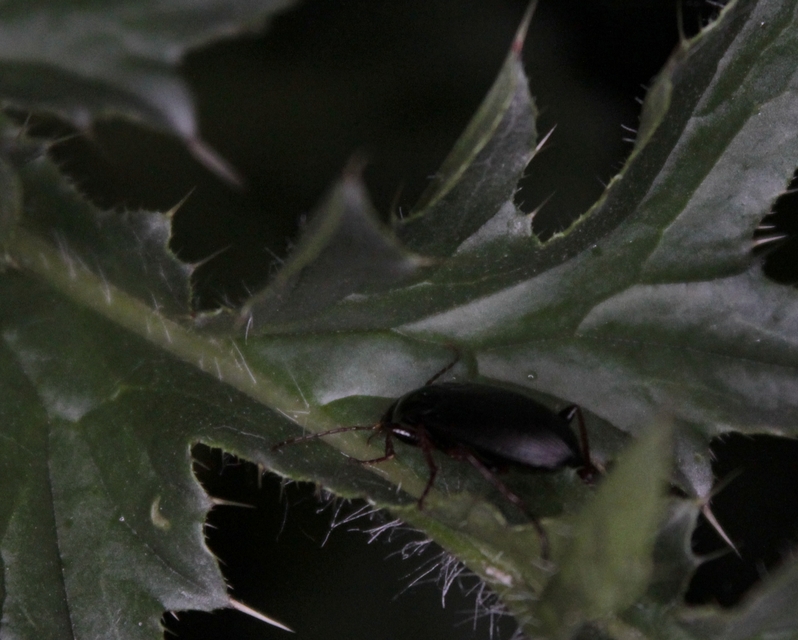 Calathus fuscipes - sokpontos tarfutó