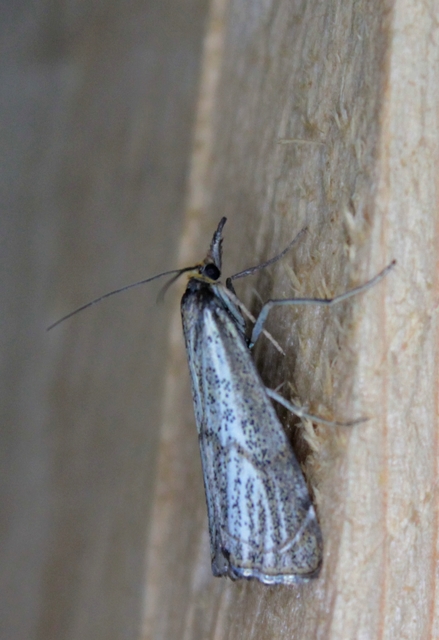 Thisanotia chrysonuchella - tavaszi fűgyökérmoly
