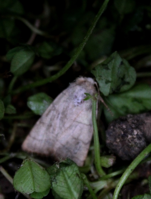 Charanyca trigrammica - háromsávos lombbagoly