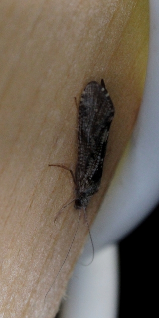 Trichoptera - Tegzesek