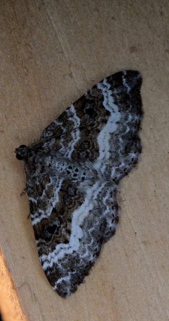 Epirrhoe alternata - galaj-tarkaaraszoló