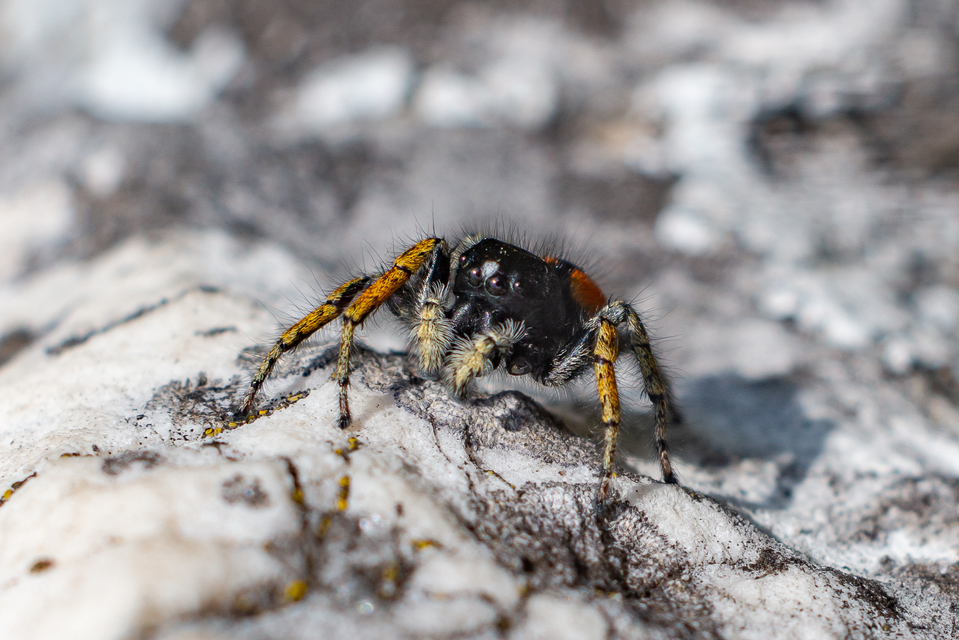 Philaeus chrysops - piros ugrópók