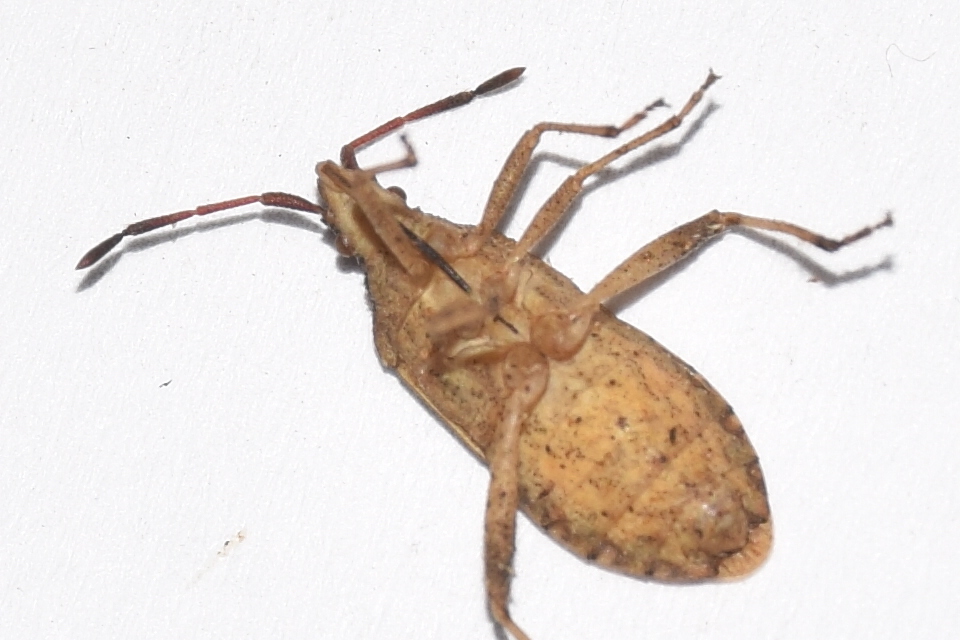 Ceraleptus lividus