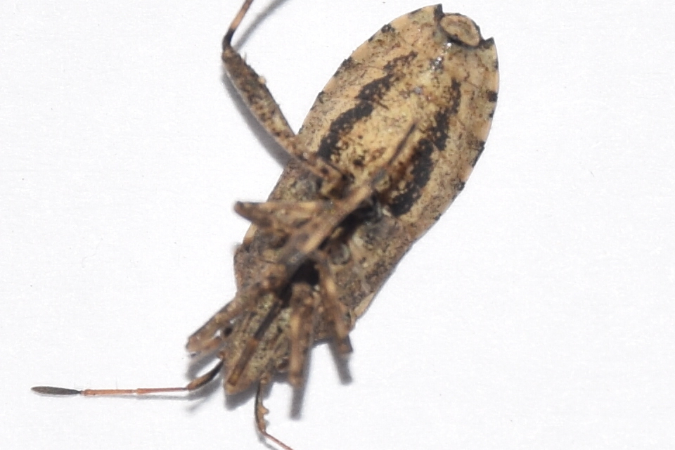 Ceraleptus gracilicornis - tüskéslábú karimáspoloska