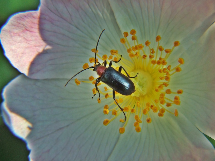 Dinoptera collaris - vörösnyakú virágcincér