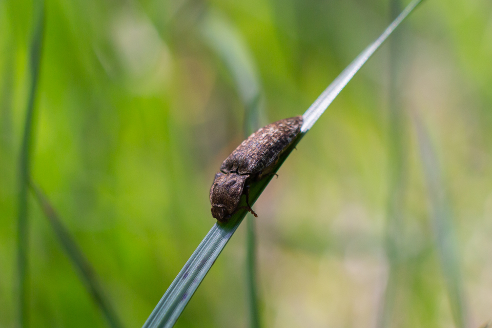 Agrypnus murinus - egérszínű pikkelyespattanó