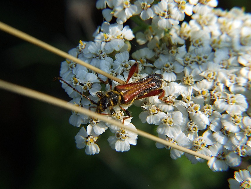 Stenopterus rufus - tarkacsápú keskenyfedőscincér