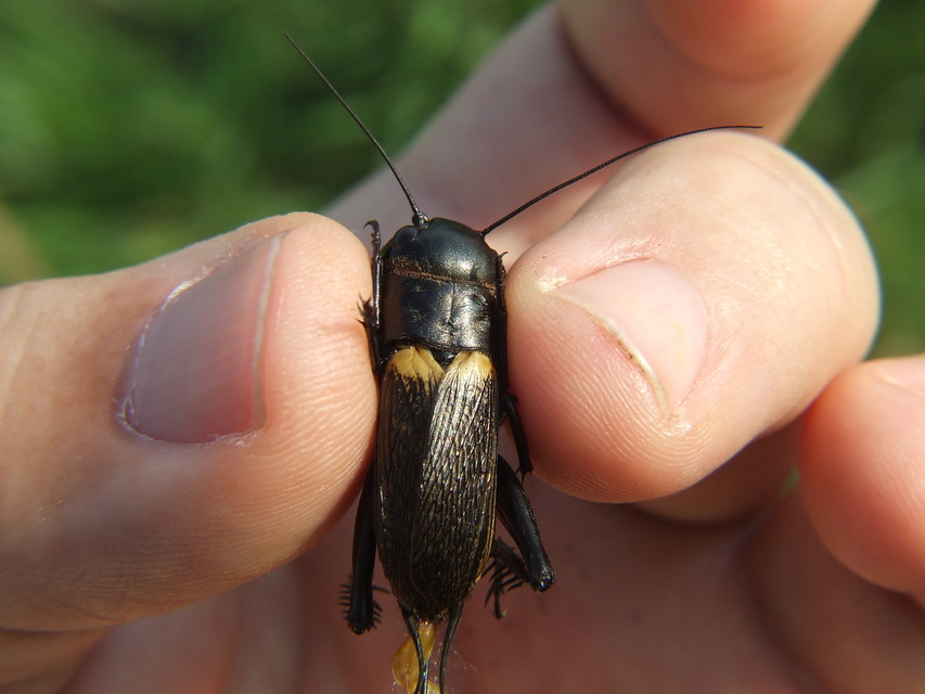 Gryllus campestris - mezei tücsök