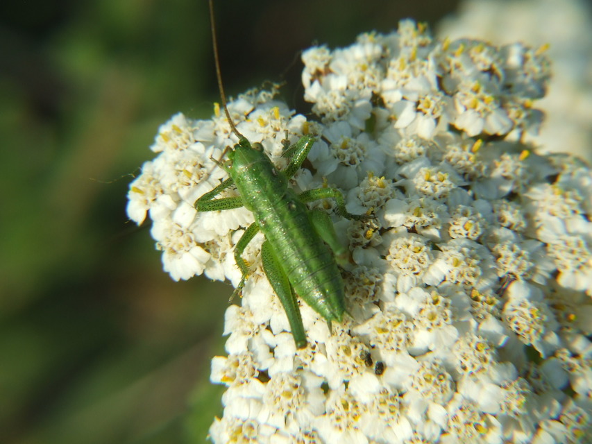 Tettigonia