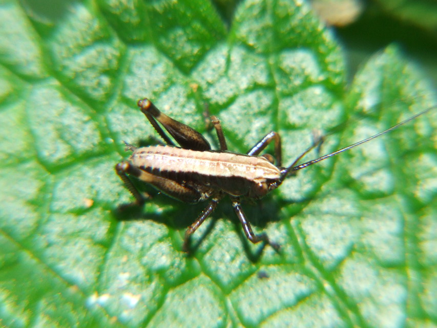 Pholidoptera griseoaptera - szürke avarszöcske