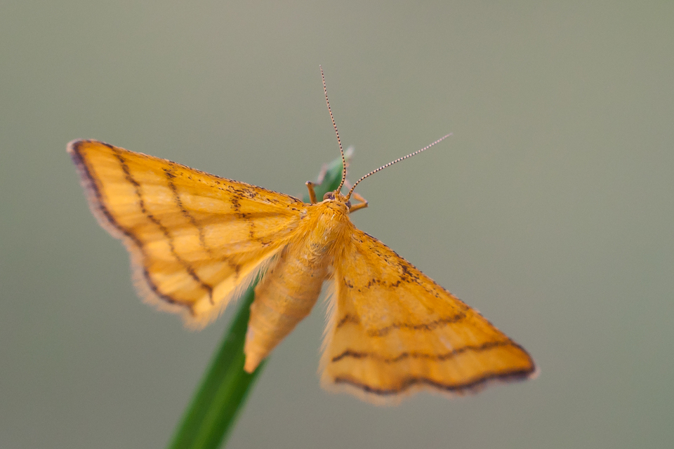 Idaea aureolaria - aranyos sávosaraszoló
