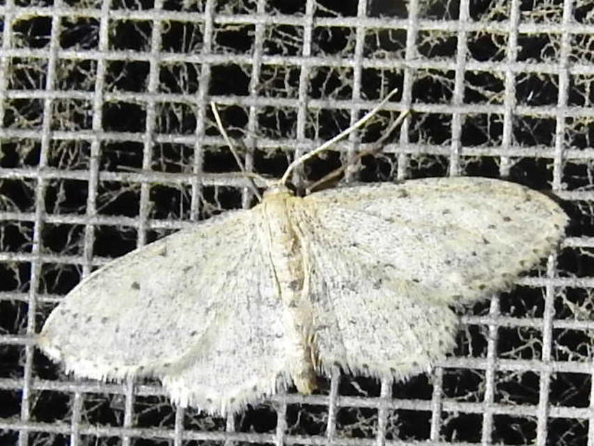 Idaea seriata - szürke apróaraszoló