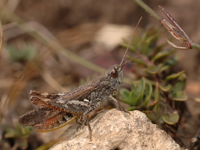Chorthippus biguttulus - zengő tarlósáska
