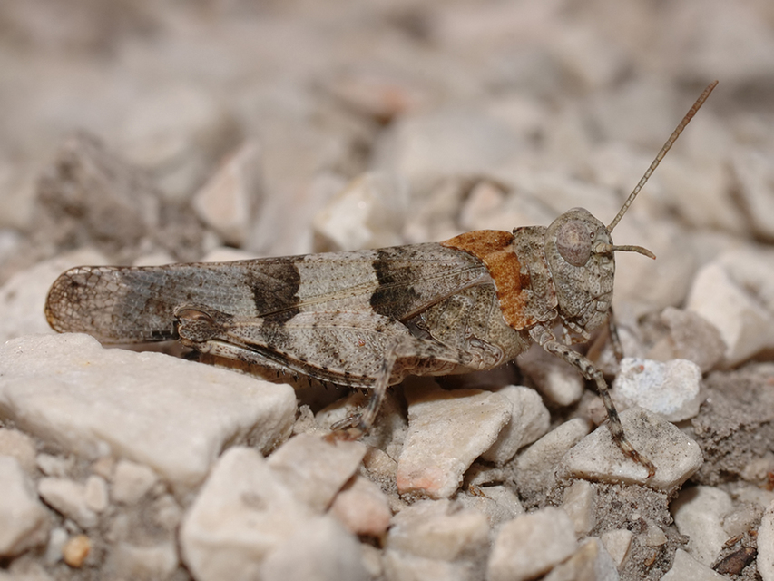 Oedipoda caerulescens - kékszárnyú sáska
