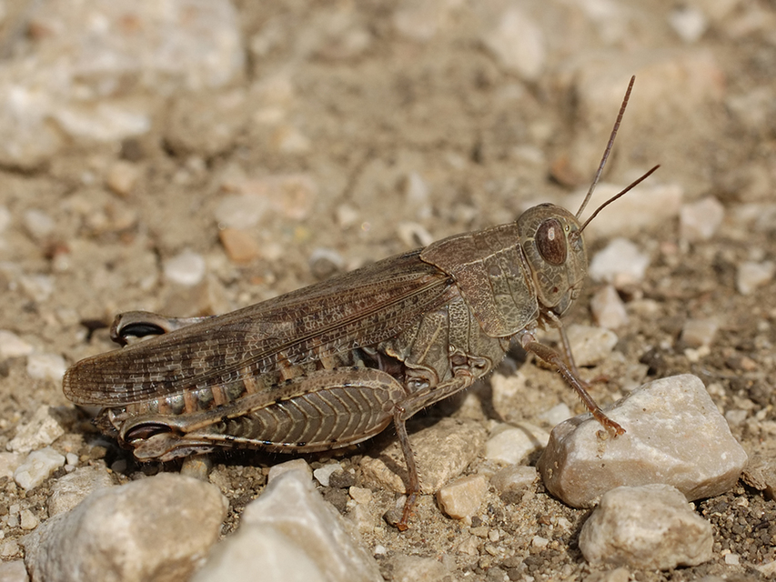 Calliptamus italicus - olaszsáska
