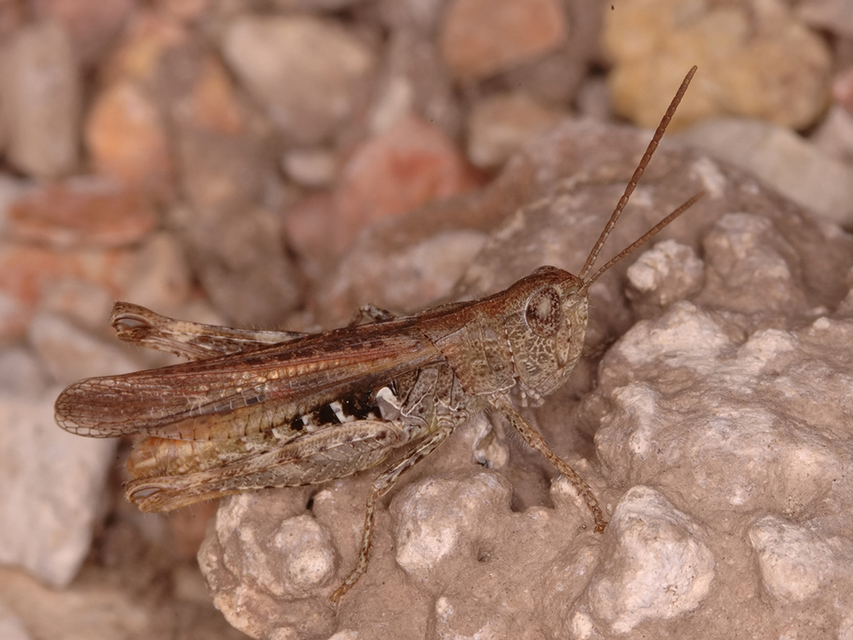 Chorthippus mollis - halk tarlósáska