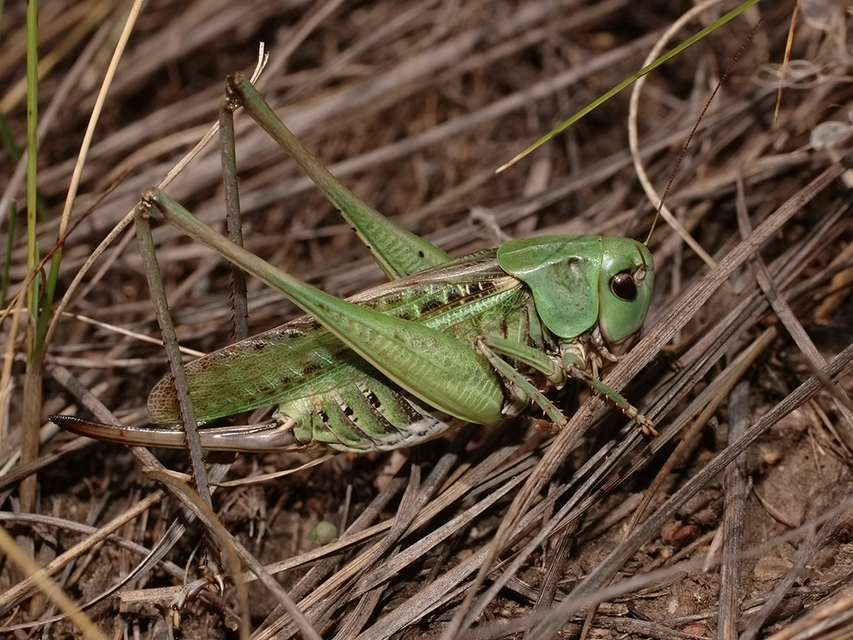 Decticus verrucivorus - szemölcsevő szöcske