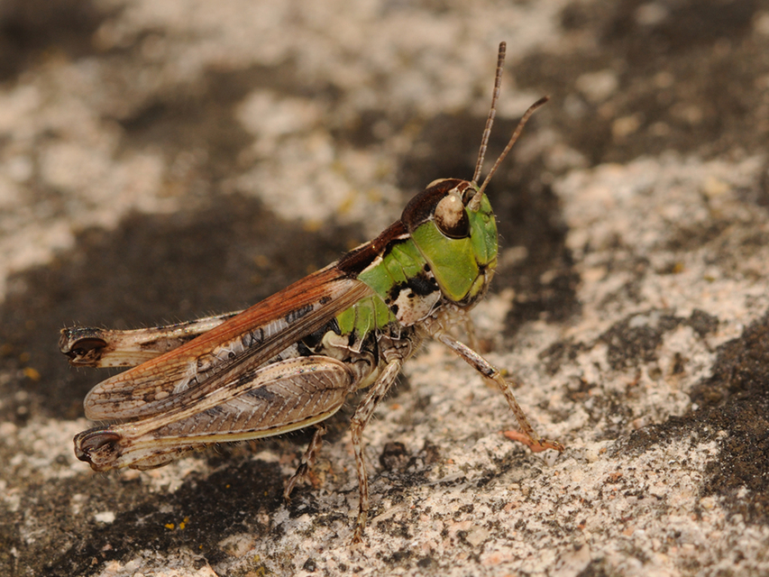 Myrmeleotettix maculatus - kis bunkóscsápúsáska