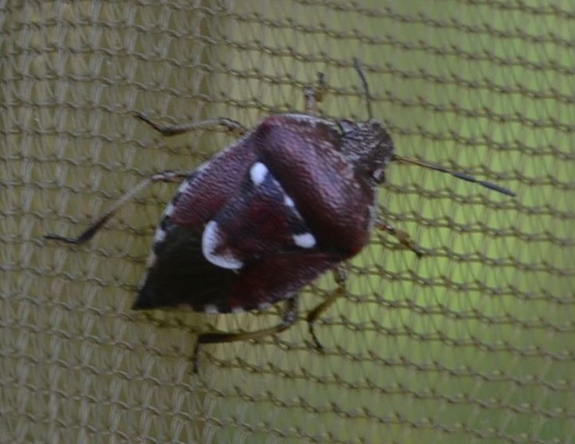 Stagonomus amoenus Stagonomus amoenus