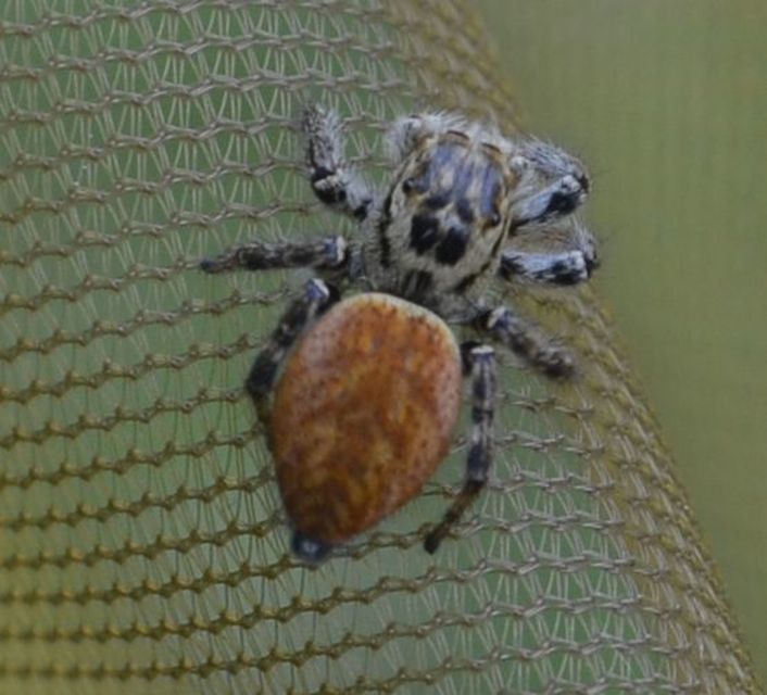 Carrhotus xanthogramma - rozsdás ugrópók