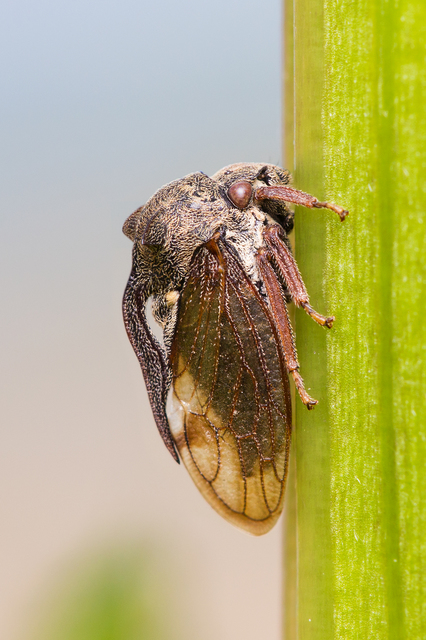 Centrotus cornutus - szarvaskabóca