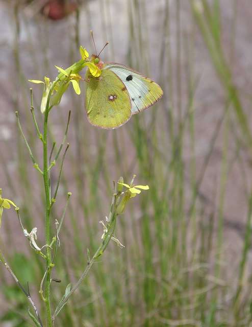 Colias alfacariensis - déli kéneslepke