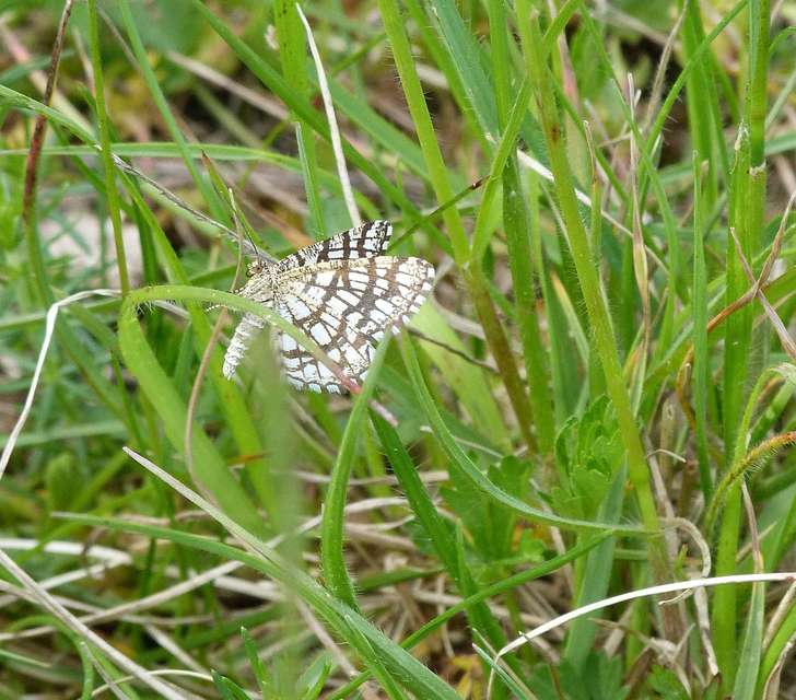Chiasmia clathrata - rácsos rétiaraszoló