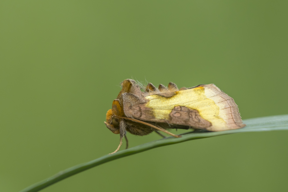Diachrysia chrysitis/stenochrysis